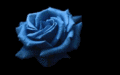 Filename : bluerose.gif
Filesize : 22KB
Dimensions : 367x229
Date added : Mar 02, 2005 bluerose.gif